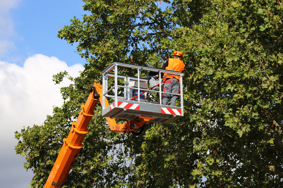 Tree Service