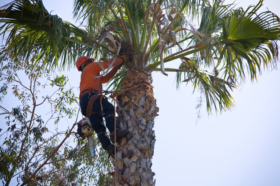 Tree Service